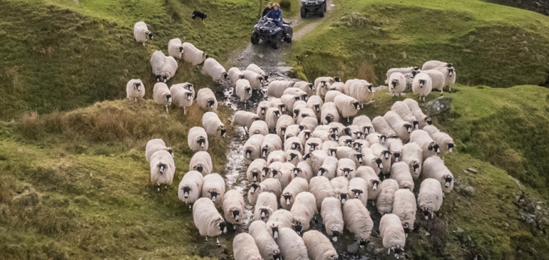 Sheep moving through a Lake District landscape