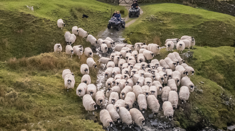 Sheep moving through a Lake District landscape