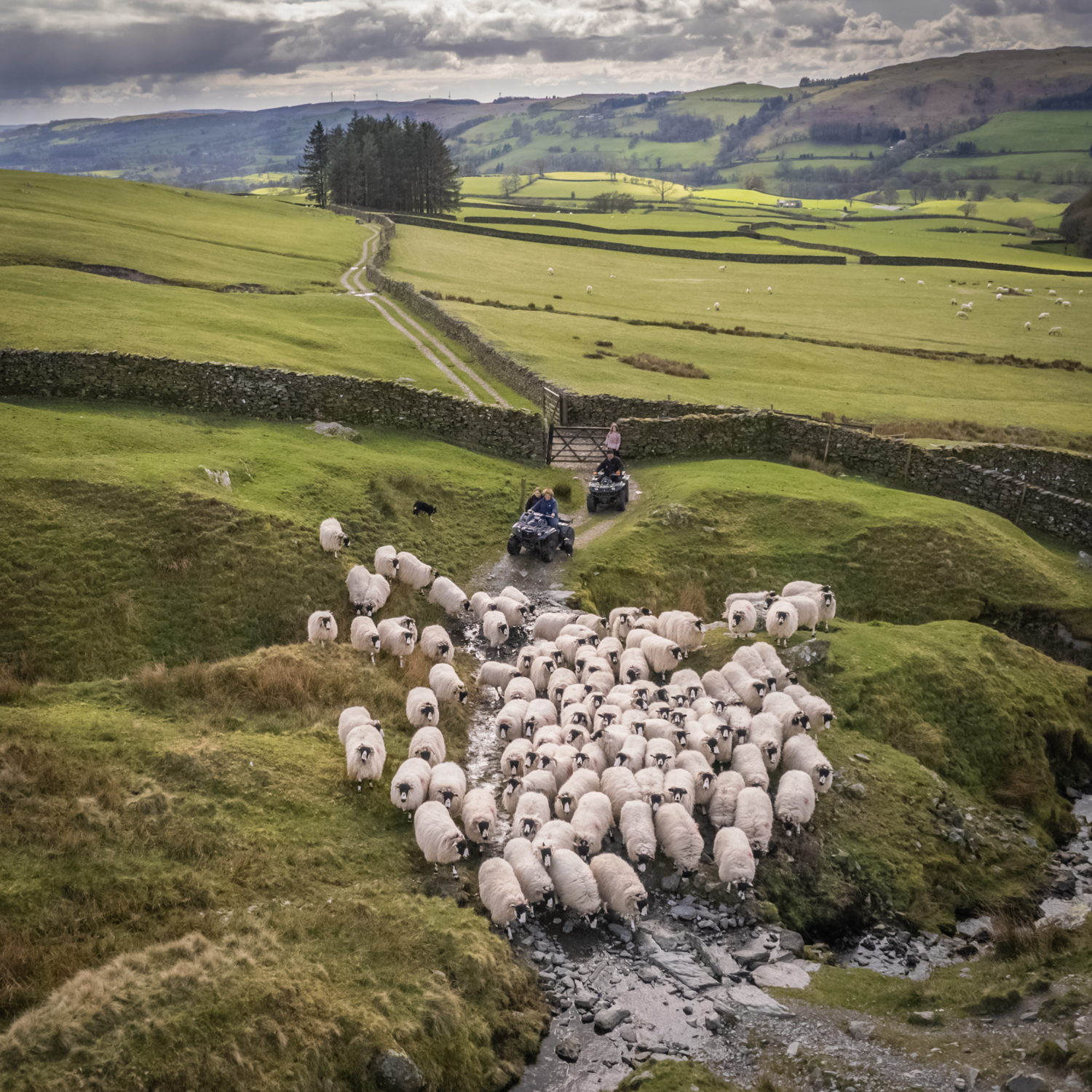 Farmers herding sheep through a valley landscape