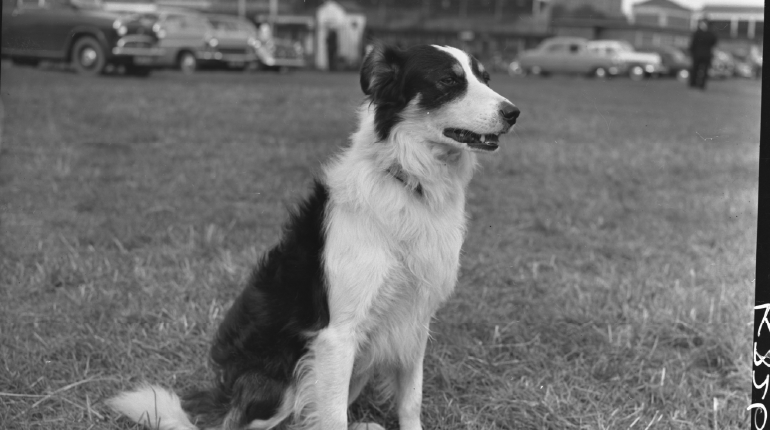 A black and white photo of a sheep dog.